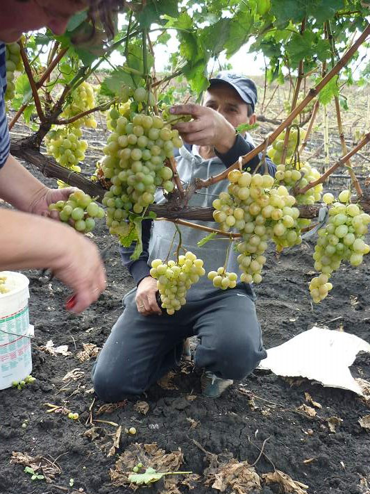 Für die moldawischen Bauern war es ein gutes Weinjahr. Ihre Freude darüber hält sich in Grenzen. / Simion Ciochina, n-ost