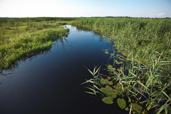 Der Narew ist mit 484 Kilometern der fünftlängste Fluss in Polen / Marta Kusmierz, n-ost