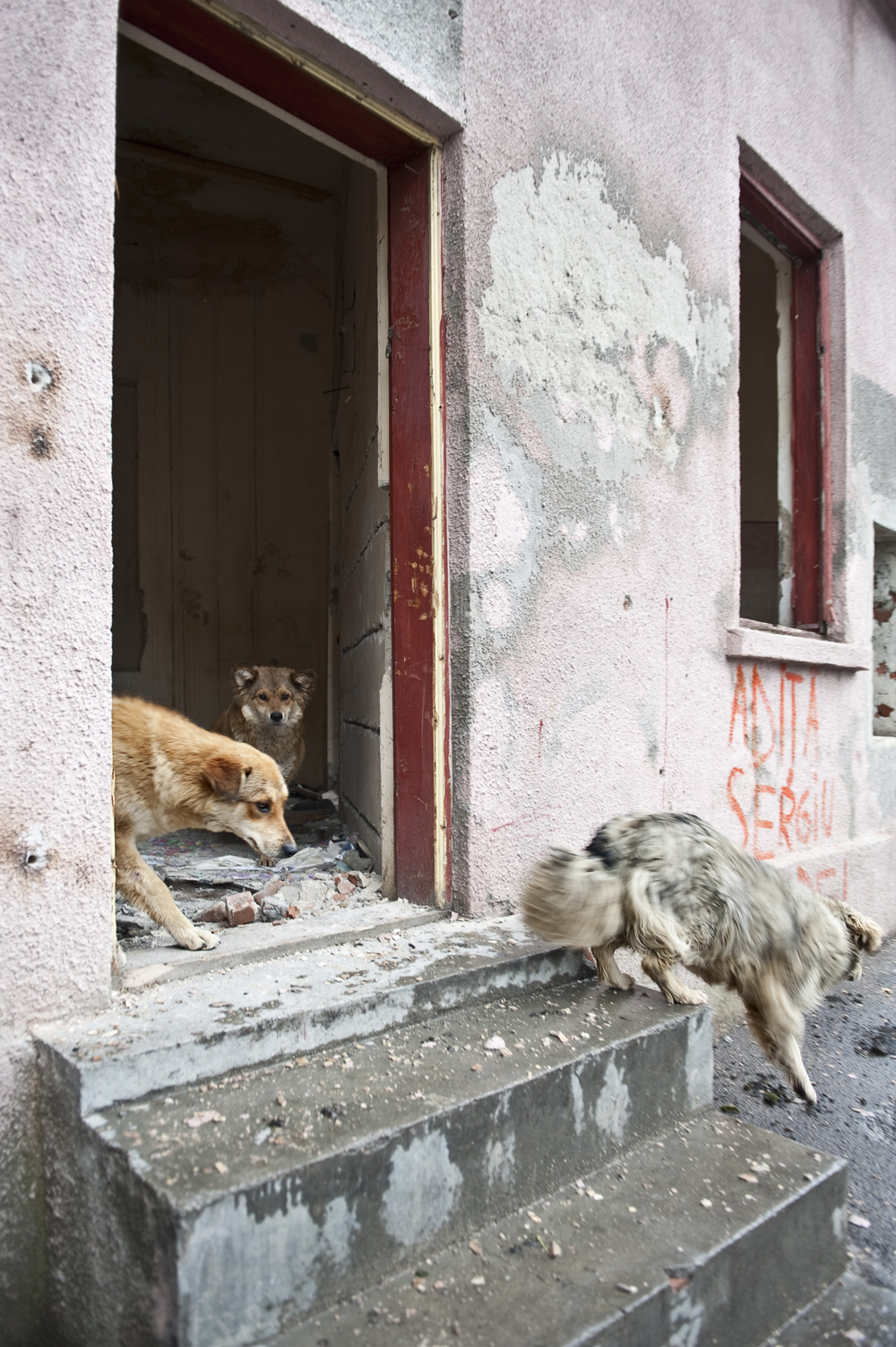 Straßenhunde in Bukarest / Dagmar Gester, n-ost