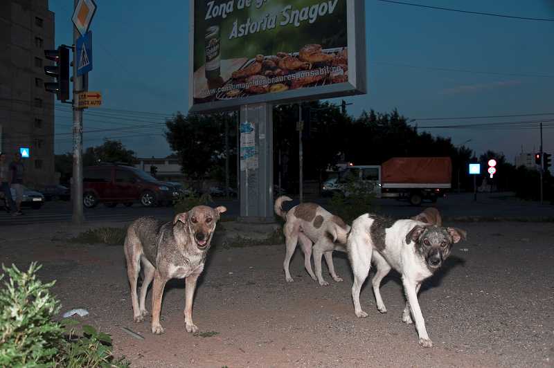 Brachflächen sind das Revier von kleinen Rudeln. Etwa 65.000 Straßenhunde leben in Bukarest. / Dagmar Gester, n-ost