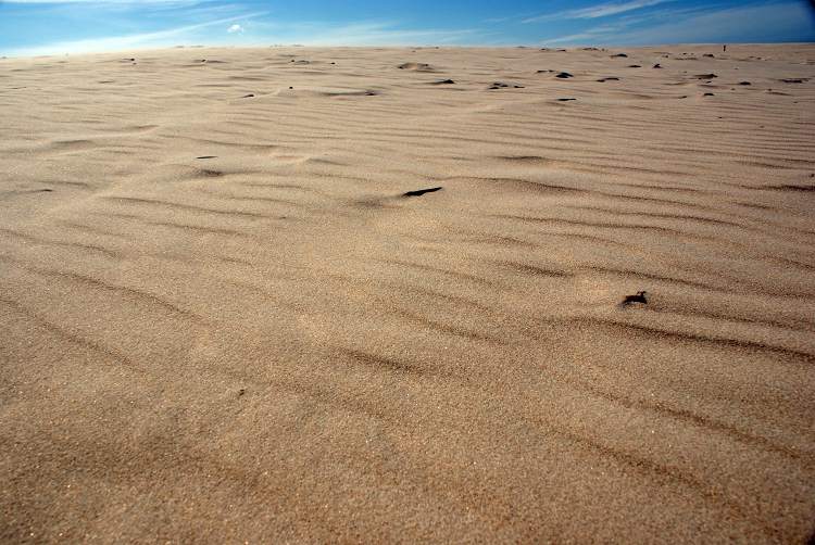 Sahara an der polnischen Ostsee / Agnieszka Hreczuk, n-ost