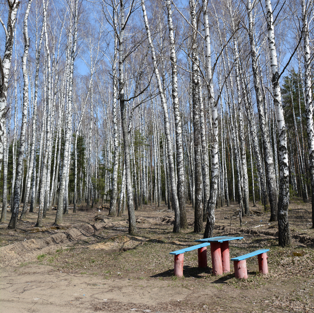 Der Wald im russischen Brjansk gehört zu den stark kontaminierten Gegenden um Tschernobyl. Trotzdem sammeln hier die Bewohner Beeren und Pilze. / Foto: Beatrice Bösiger, n-ost