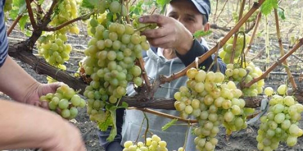 Für die moldawischen Bauern war es ein gutes Weinjahr. Ihre Freude darüber hält sich in Grenzen. / Simion Ciochina, n-ost