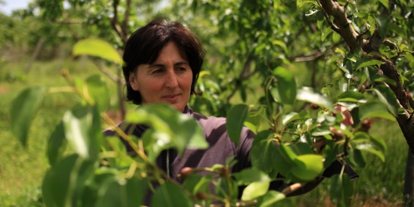 Marika Kandorelashvili erntet auf ihren fünf Hektar Land vor allem Äpfel und Pflaumen / Temo Bardzimashvili, n-ost