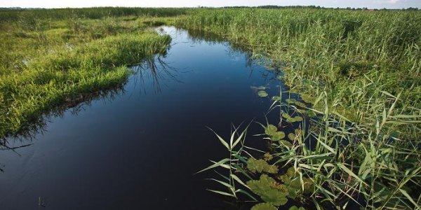 Der Narew ist mit 484 Kilometern der fünftlängste Fluss in Polen / Marta Kusmierz, n-ost