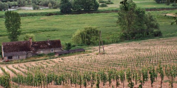 Weinberge bei Zielona Gora / Agnieszka Hreczuk, n-ost