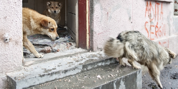 Straßenhunde in Bukarest / Dagmar Gester, n-ost