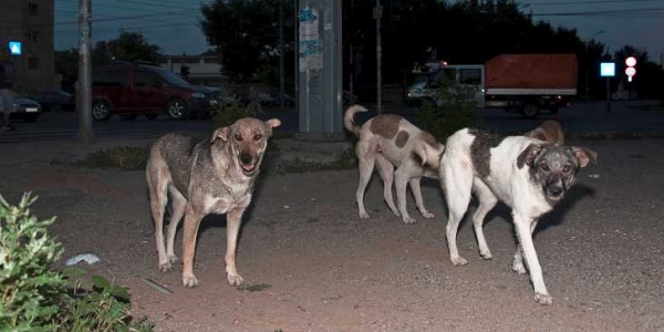 Straßenhunde in Bukarest / Dagmar Gester, n-ost