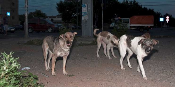 Brachflächen sind das Revier von kleinen Rudeln. Etwa 65.000 Straßenhunde leben in Bukarest. / Dagmar Gester, n-ost