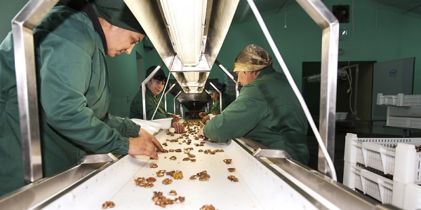 Arbeiterinnen in Ion Cuhals Fabrik in Moldau sortieren Walnüsse. / Foto: Dagmar Gester, n-ost