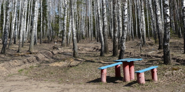 Der Wald im russischen Brjansk gehört zu den stark kontaminierten Gegenden um Tschernobyl. Trotzdem sammeln hier die Bewohner Beeren und Pilze. / Foto: Beatrice Bösiger, n-ost